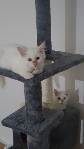 cats