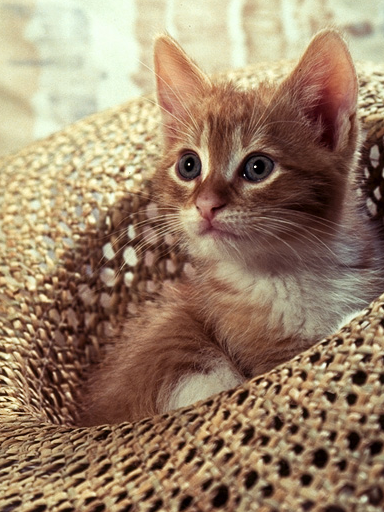 /quartznet/raylib-cs/raw/commit/9732de5c2f84cda95f50d916d38eb9bc76dd7d62/Examples/textures/resources/cat.png