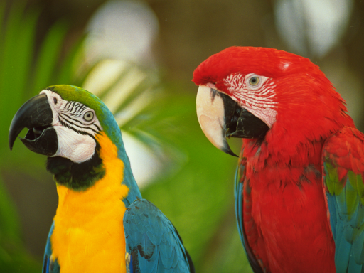/quartznet/raylib-cs/raw/commit/9732de5c2f84cda95f50d916d38eb9bc76dd7d62/Examples/textures/resources/parrots.png